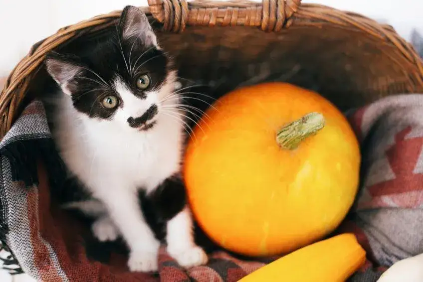 Zdjęcie Czy koty mogą jeść mango? Fakty, korzyści i zagrożenia