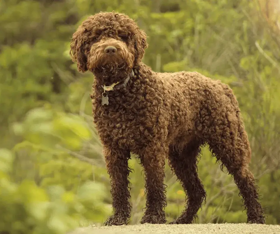 Zdjęcie Lagotto Romagnolo: Sierść czy włos? Odkryj kluczowe różnice