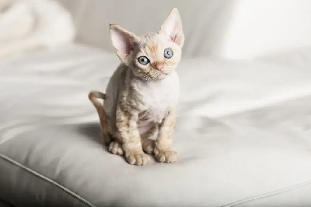 Zdjęcie Białe koty Devon Rex: unikalne cechy, osobowość i dostępność