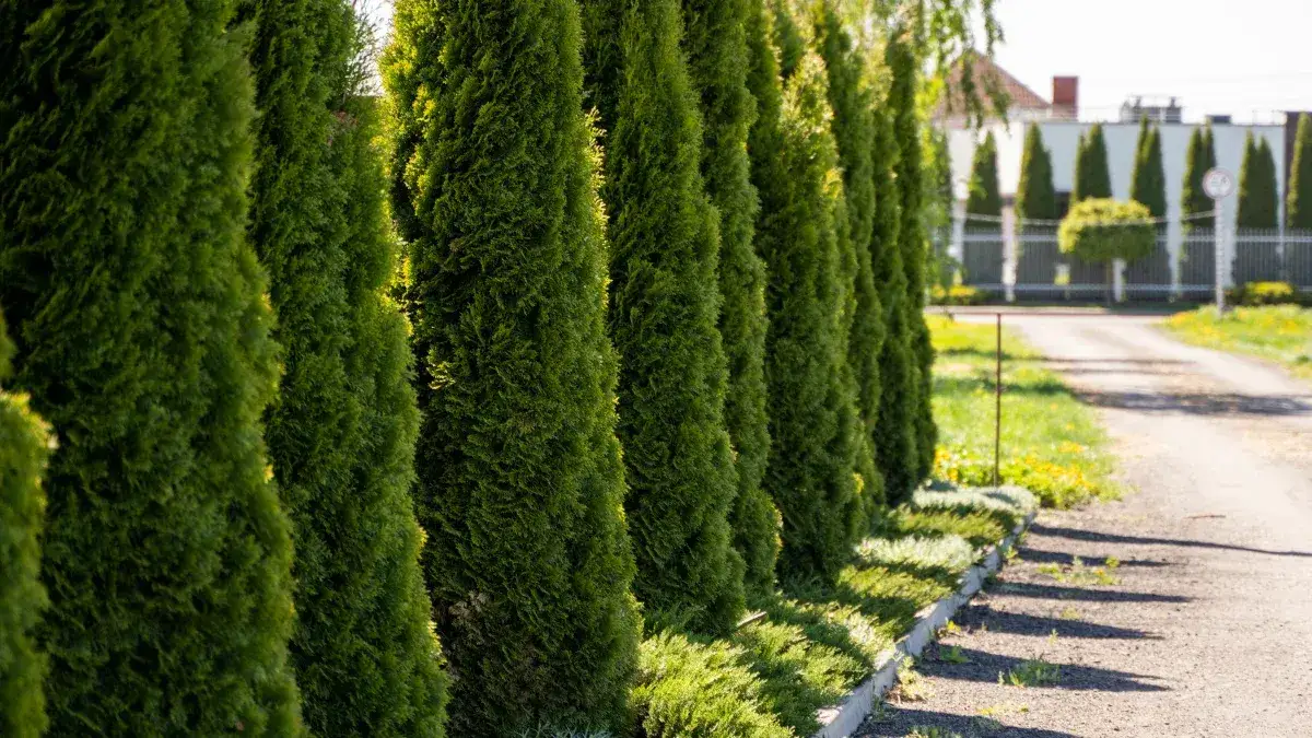 Zdjęcie Czy na wycinkę tui trzeba mieć pozwolenie? Oto kluczowe informacje
