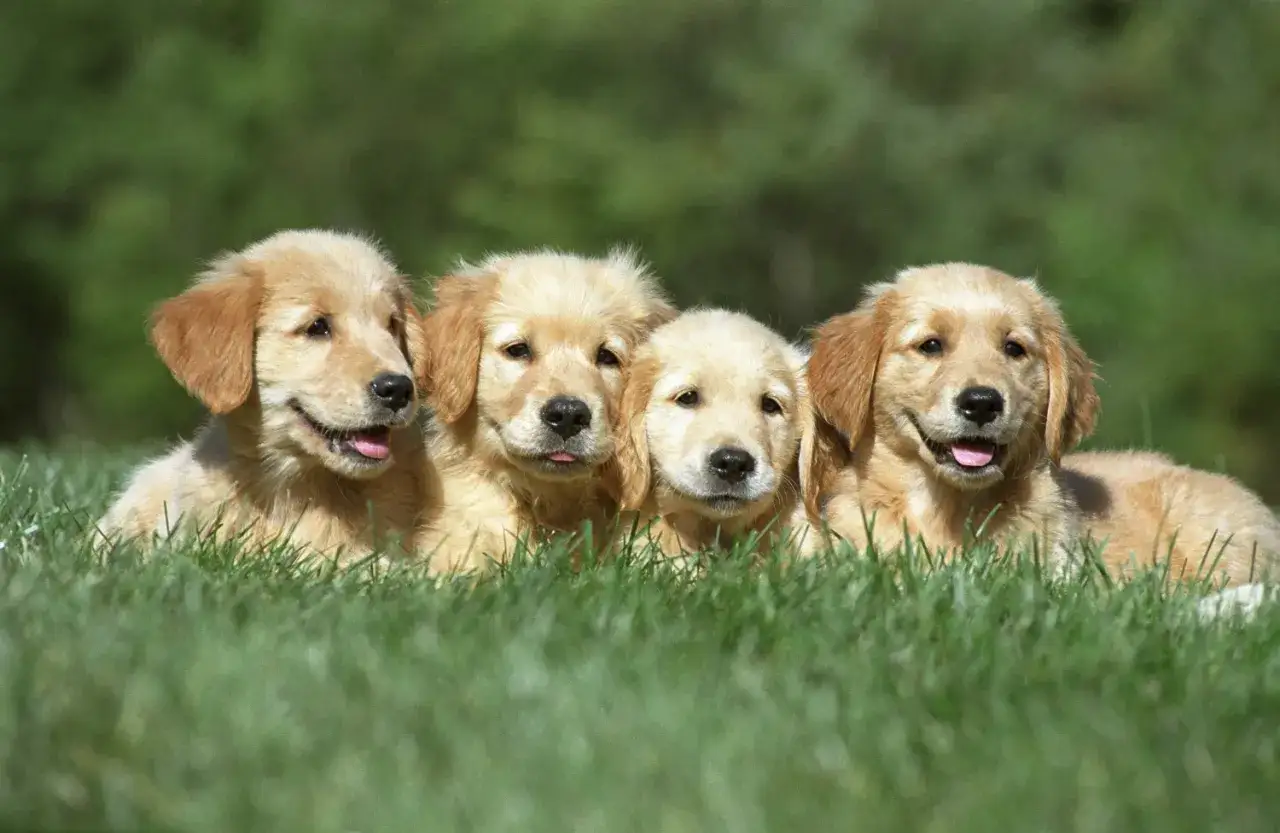 Zdjęcie Ile je golden retriever? Sprawdź, jak uniknąć nadwagi u psa
