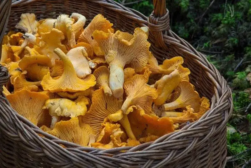 Zdjęcie Jak przygotować kurki do mrożenia, by zachować ich smak i jakość