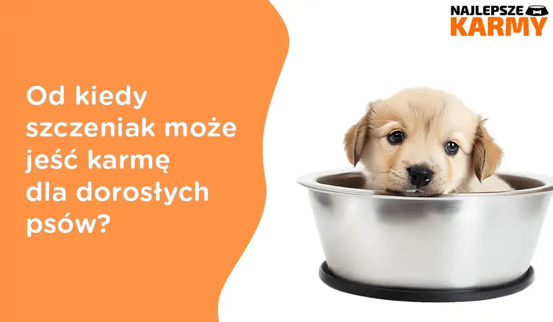 Zdjęcie Czy szczeniak może jeść karmę dla dorosłych? Poznaj ryzyko!