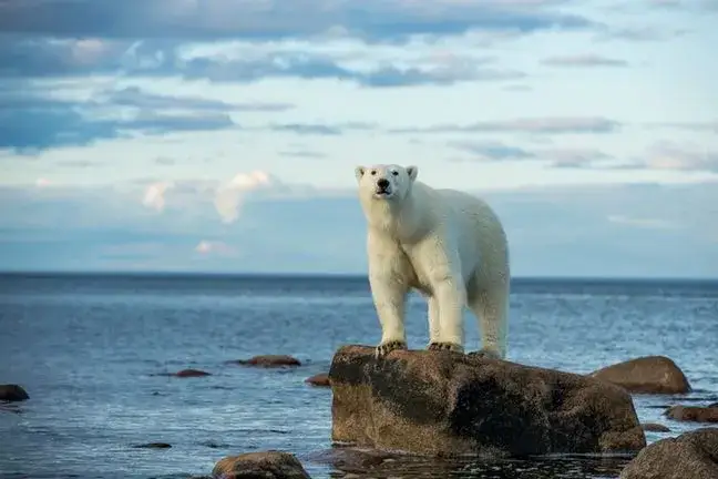 Zdjęcie Niedźwiedź polarny czym się żywi - zaskakujące fakty o diecie
