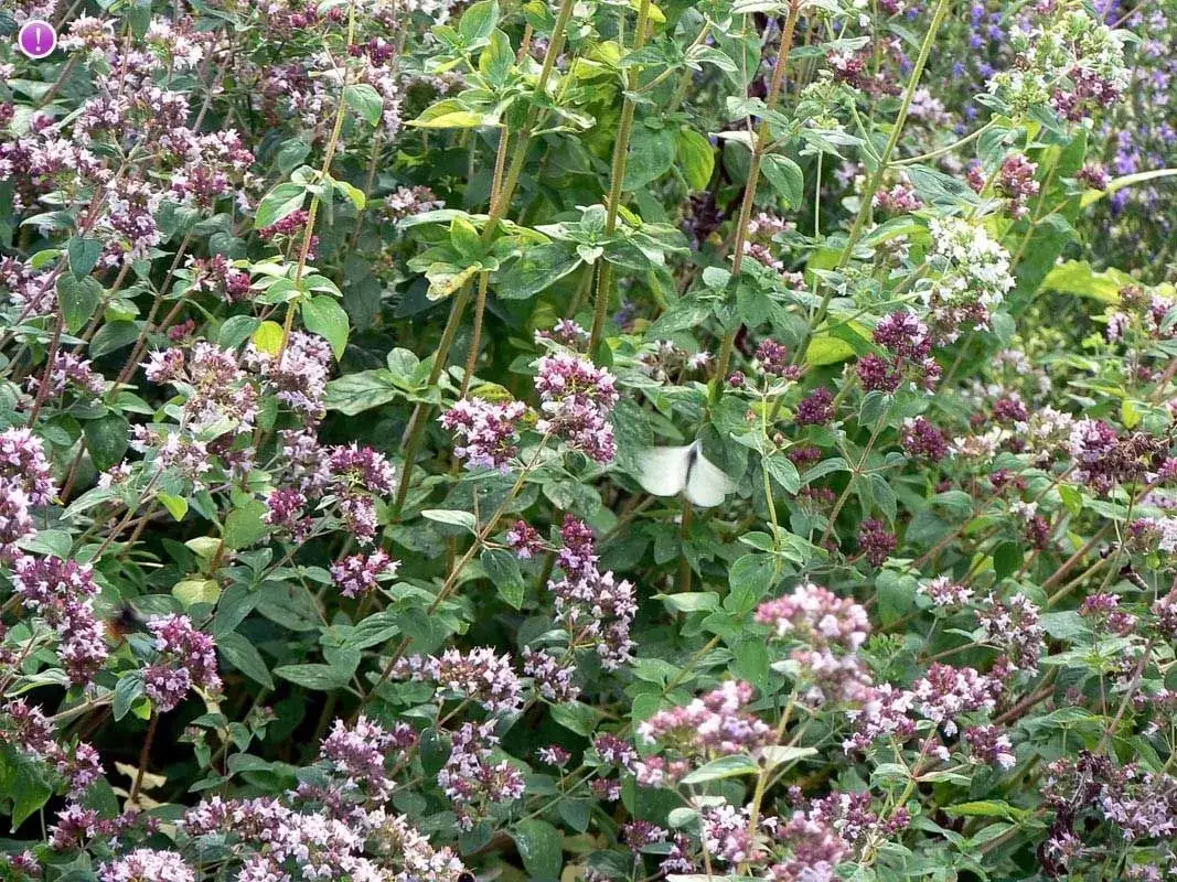 Zdjęcie Jak kwitnie oregano - poznaj sekrety pięknych kwiatów i zbiorów