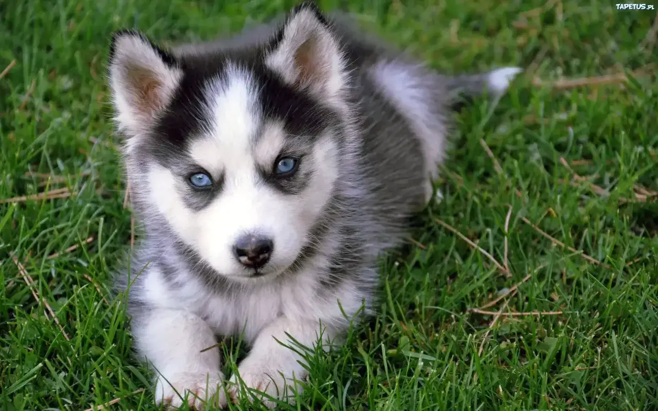 Zdjęcie Jak wygląda pies husky? Cechy, umaszczenie i charakter tej wyjątkowej rasy