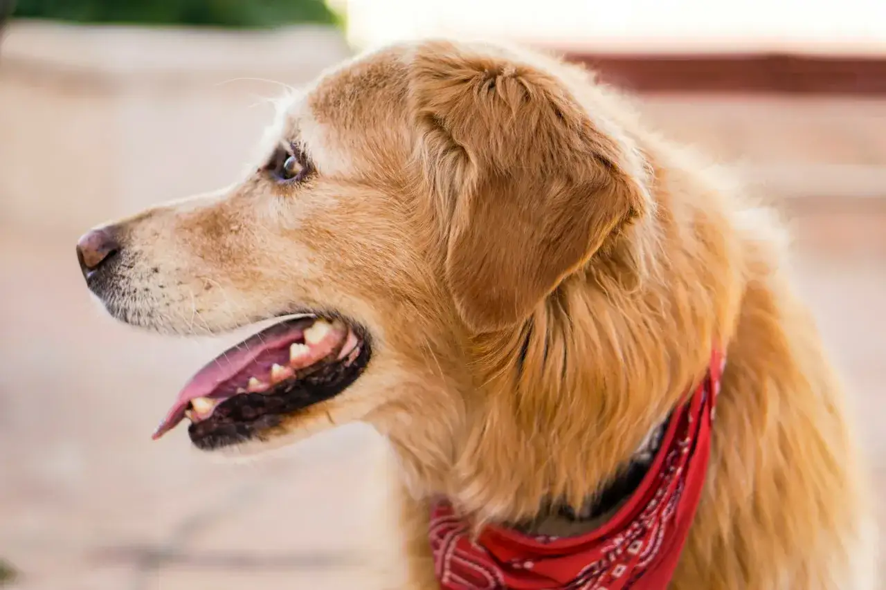 Zdjęcie Czy golden retriever jest agresywny? Odkryj prawdę o tej rasie