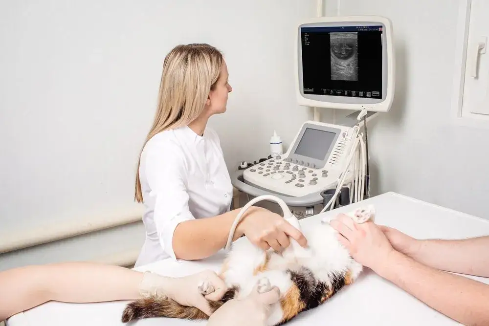 Zdjęcie Ile kociąt może urodzić kotka? Odkryj zaskakujące fakty o miotach