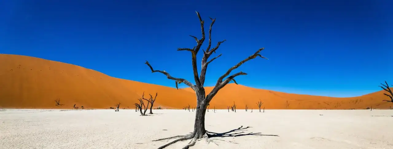 Zdjęcie Namibia kiedy jechać: najlepszy czas na safari i obserwację dzikiej przyrody