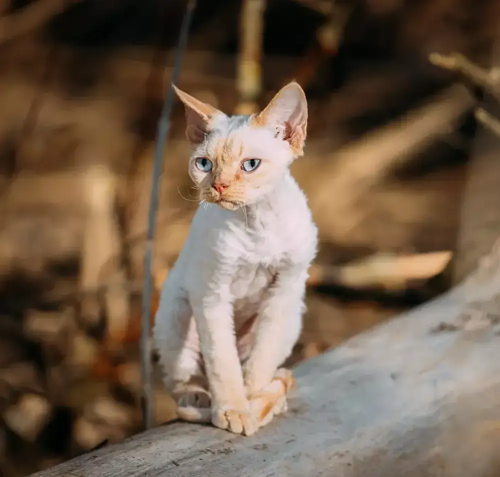 Zdjęcie Choroby Devon Rex: Jak uniknąć problemów zdrowotnych u kotów?