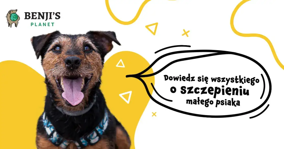 Zdjęcie Kiedy szczepić szczeniaka? Ważne informacje, które musisz znać