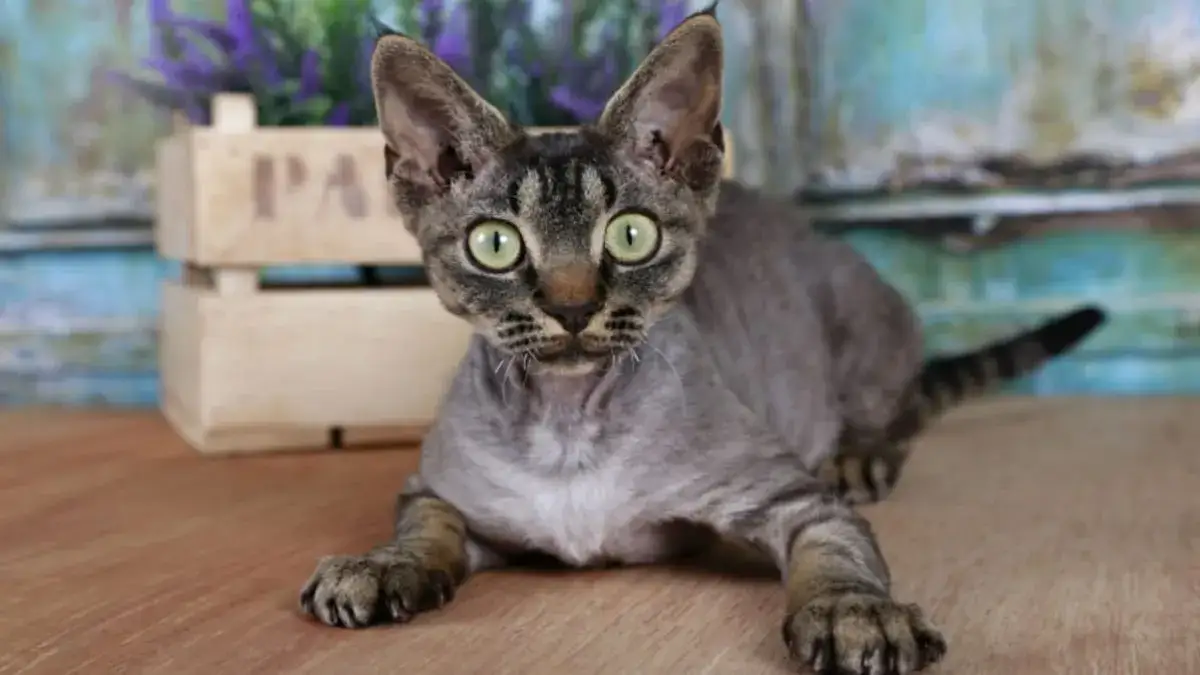 Zdjęcie Ile kosztuje Devon Rex? Sprawdź ceny i ukryte wydatki na kota