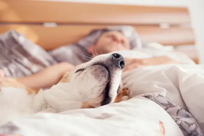 Zdjęcie Czy sierść psa naprawdę uczula? Odkryj prawdę o alergenach