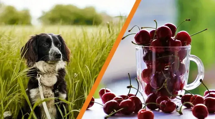 Zdjęcie Czy pies może jeść czereśnie? Uważaj na niebezpieczeństwa i zasady