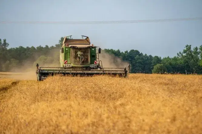 Zdjęcie Ile kosztuje tona zboża w skupie? Sprawdź aktualne ceny i różnice
