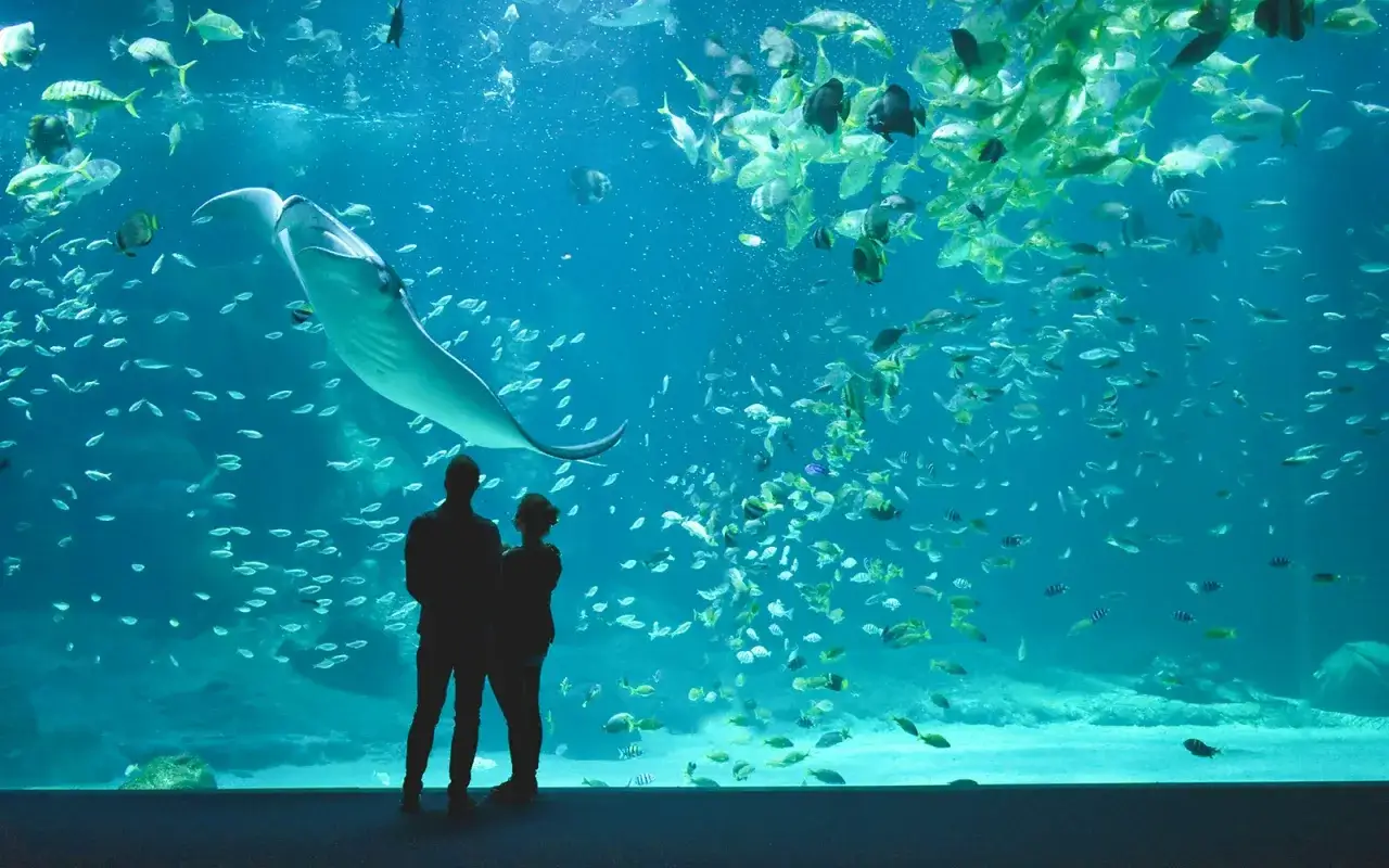 Zdjęcie Nausicaá w Francji: największe oceanarium, które musisz odwiedzić