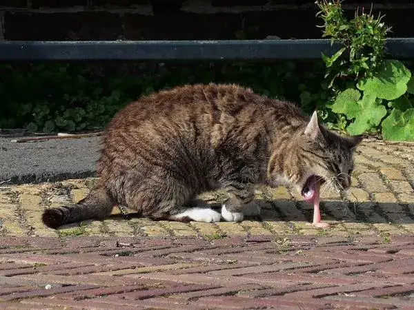 Zdjęcie El mal aliento de mi gato que huele a pescado: causas y soluciones