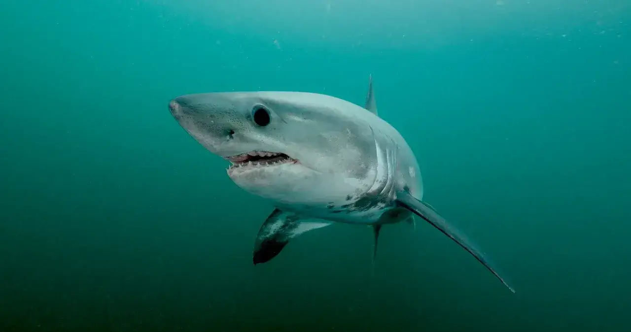 Zdjęcie Jakie rekiny żyją w Bałtyku? Poznaj niezwykłe gatunki i ich tajemnice