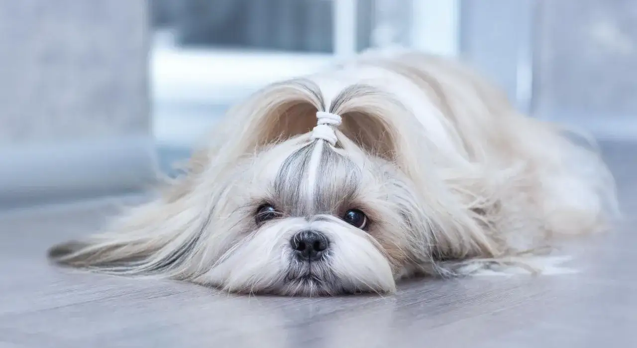 Zdjęcie Ile powinien jeść szczeniak shih tzu? Błędy w żywieniu, które szkodzą psu