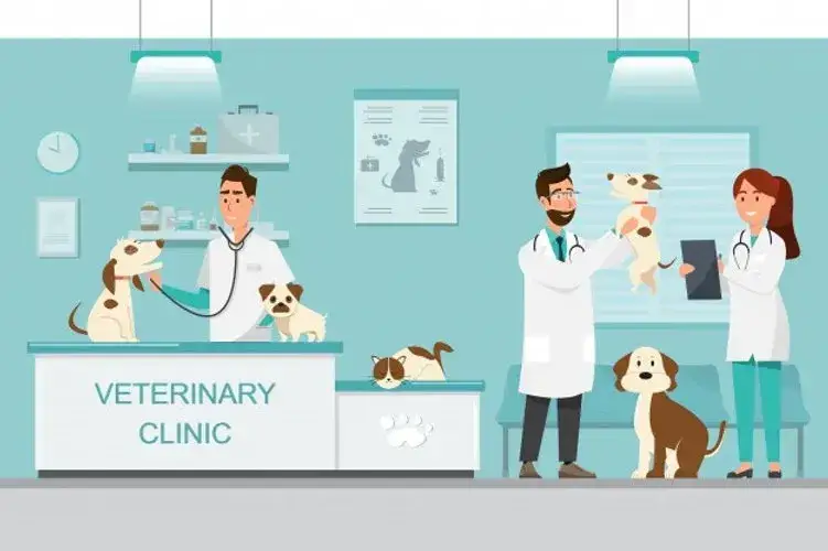 Zdjęcie Czy weterynarz to doktor? Poznaj różnice i tytuły w weterynarii