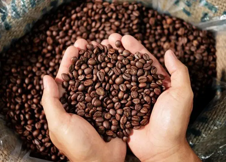 Zdjęcie Kawa speciality co to? Poznaj jej wyjątkowe cechy i smak