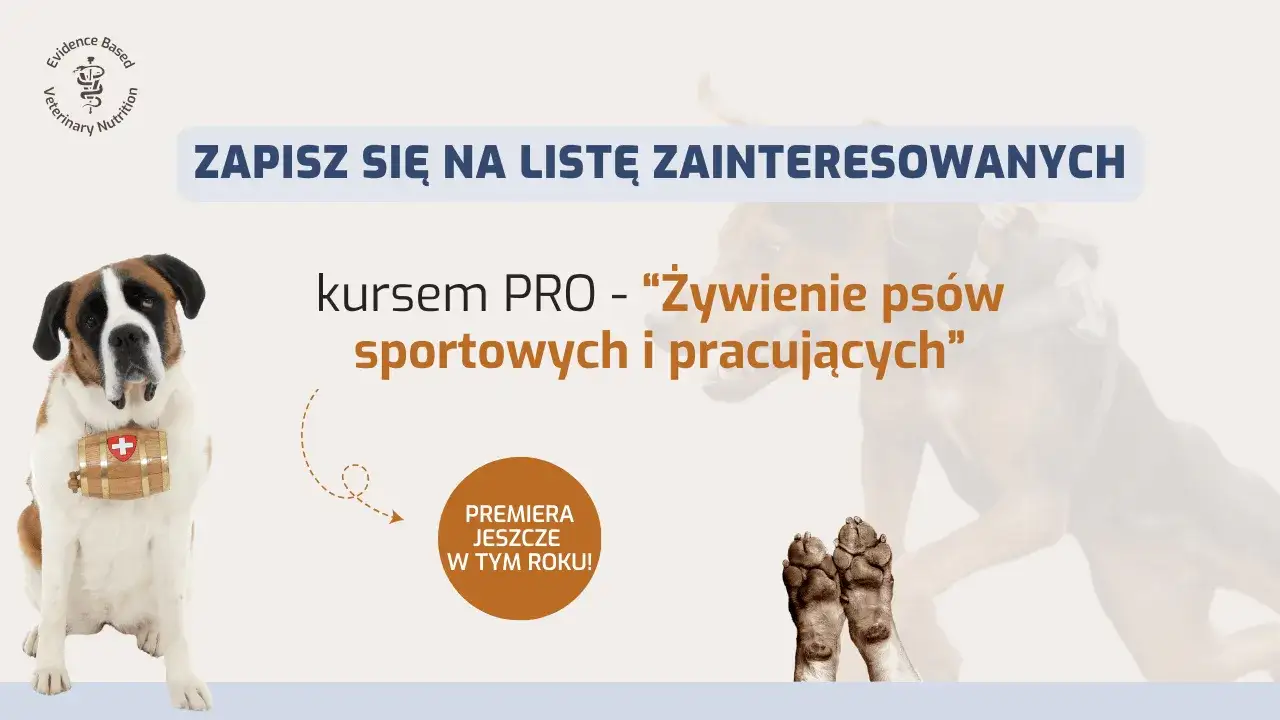 Zdjęcie Czy pies może jeść ser - poznaj prawdę i zasady bezpiecznego podawania