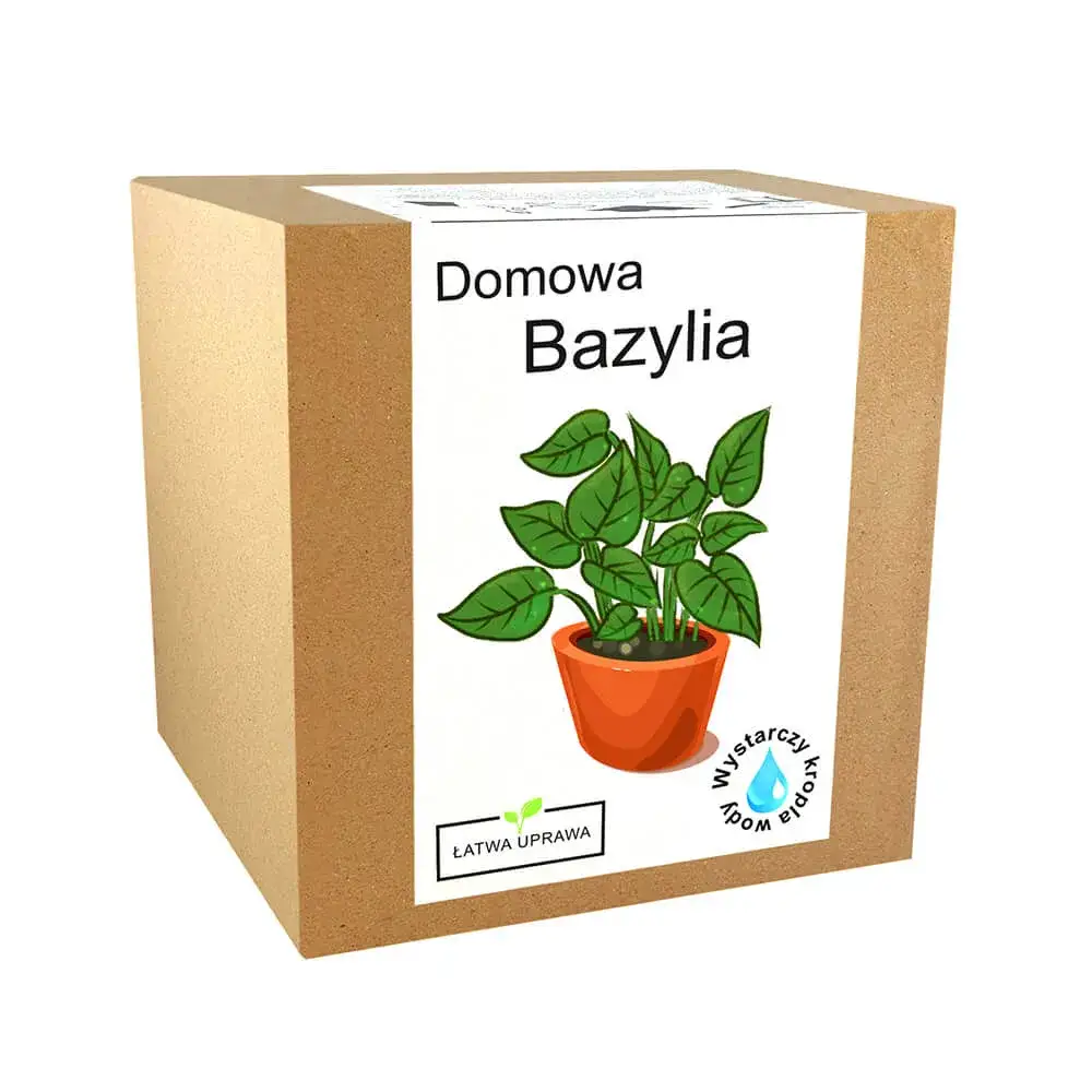 Zdjęcie Jak wygląda bazylia? Cechy, liście i unikalny wygląd tej rośliny