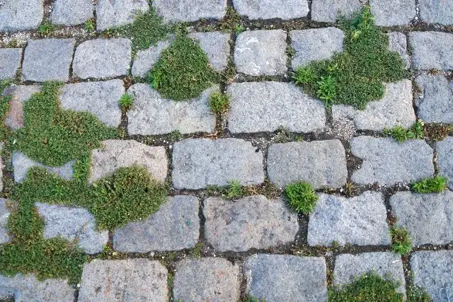 Zdjęcie Jak usunąć zielony nalot z kostki brukowej - skuteczne metody i porady