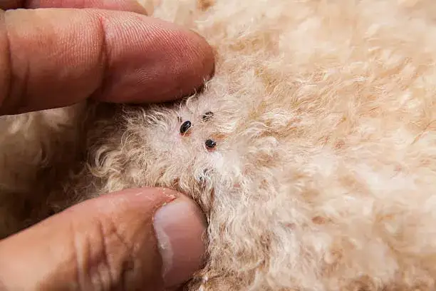 Zdjęcie Fotografías de pulgas: imágenes impactantes que necesitas ver