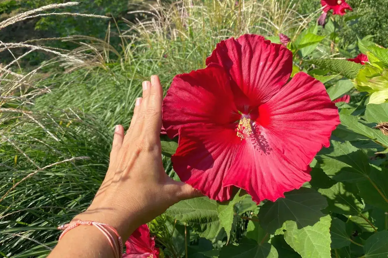 Zdjęcie Jak długo kwitnie hibiskus? Odkryj tajemnice jego kwitnienia