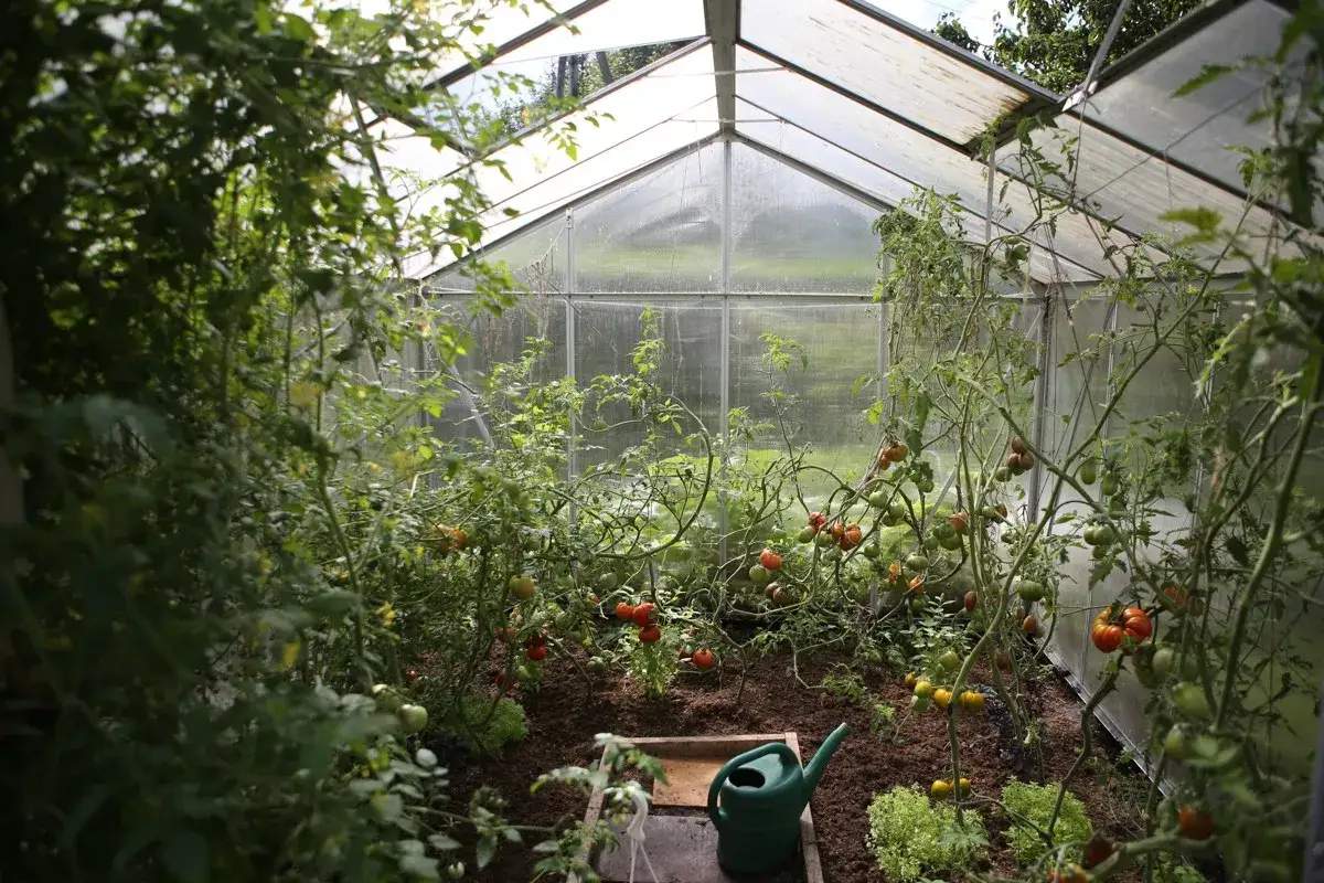 Zdjęcie Jak urządzić wnętrze szklarni, aby uniknąć najczęstszych błędów