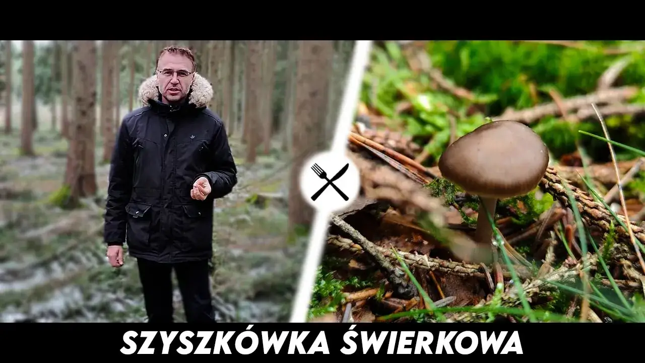 Zdjęcie Jakie grzyby w lesie świerkowym warto zbierać i jak ich unikać