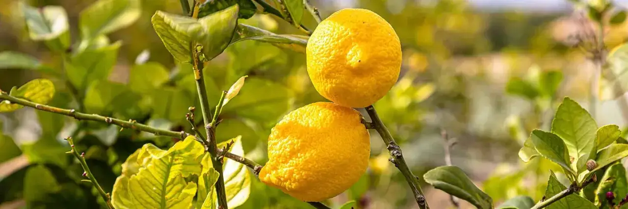 Zdjęcie Wie viel Vitamin C hat eine Zitrone? Die überraschenden Fakten im Detail