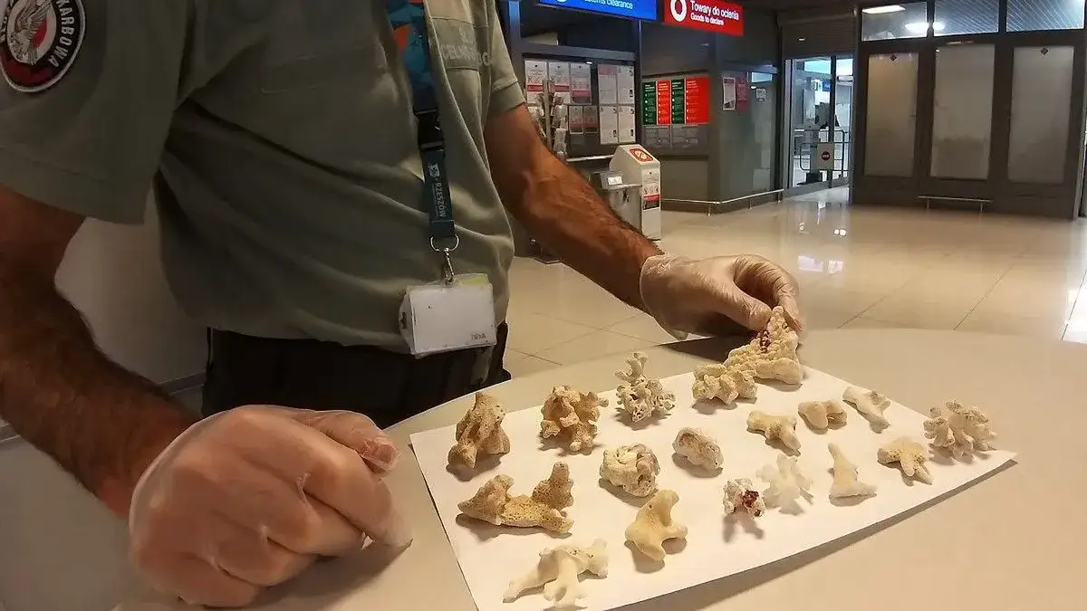Zdjęcie Jak przewieźć muszle z Egiptu bez łamania prawa i kłopotów