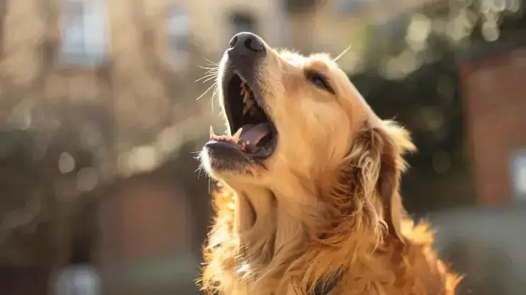 Zdjęcie Czy golden retriever szczeka? Odkryj, jak uniknąć hałasu w domu