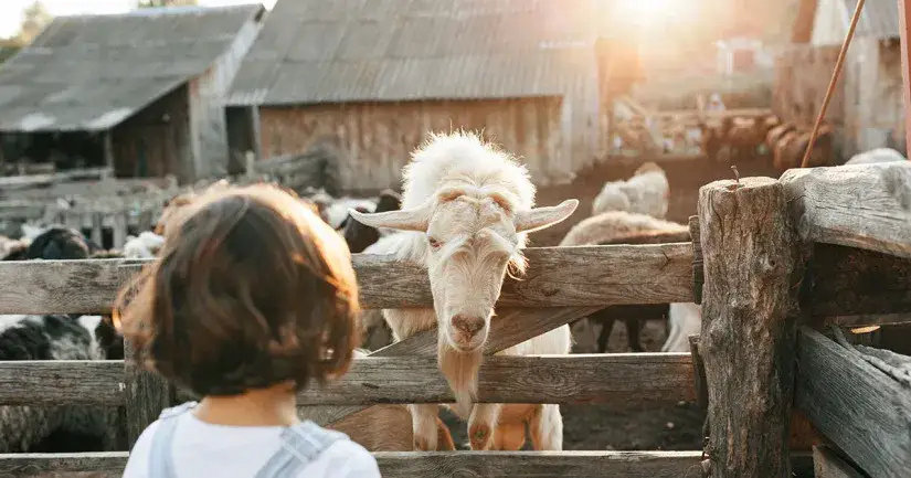 Zdjęcie Czy agroturystyka jest działalnością rolniczą? Odkryj prawne różnice