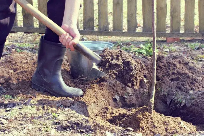 Zdjęcie Jak głęboko sadzić czereśnie, aby uniknąć problemów z wzrostem?