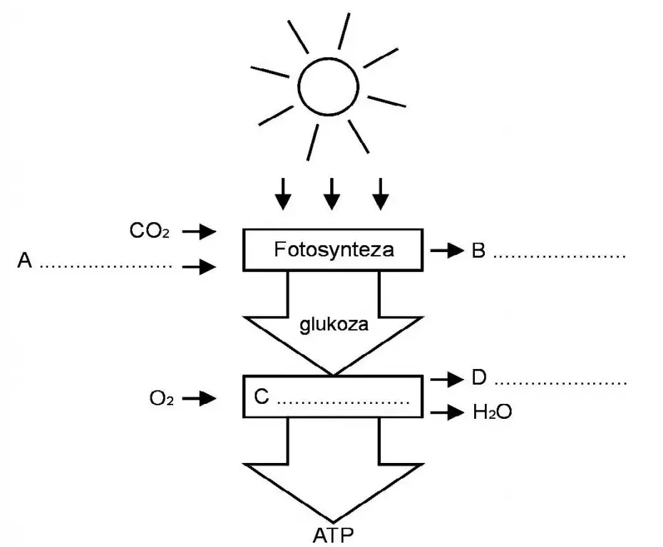 Zdjęcie ATP w biologii – klucz do zrozumienia energii w komórkach
