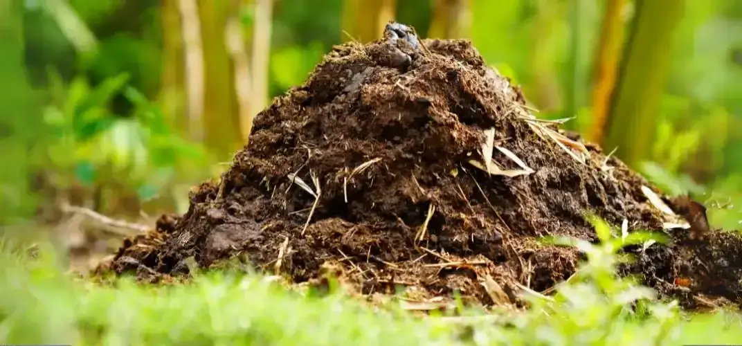 Zdjęcie  Obornik pod warzywa na wiosnę - kiedy go użyć, by plon był obfity?