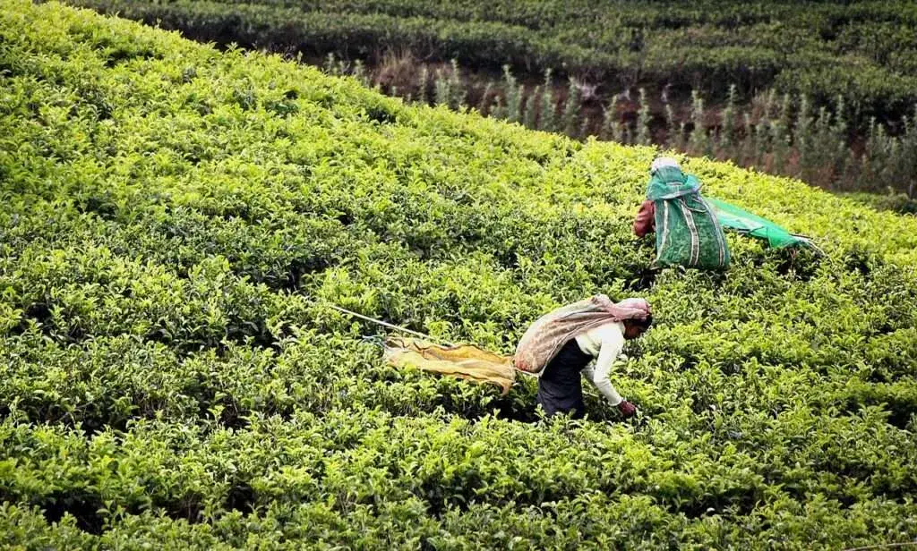 Zdjęcie Sri Lanka kiedy jechać - uniknij tłumów i ciesz się słońcem