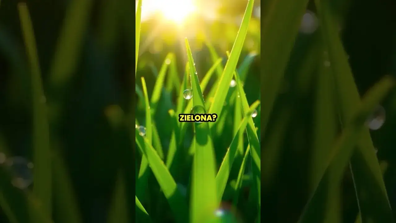 Zdjęcie Dlaczego trawa jest zielona? Nauka o chlorofilu i fizyce światła