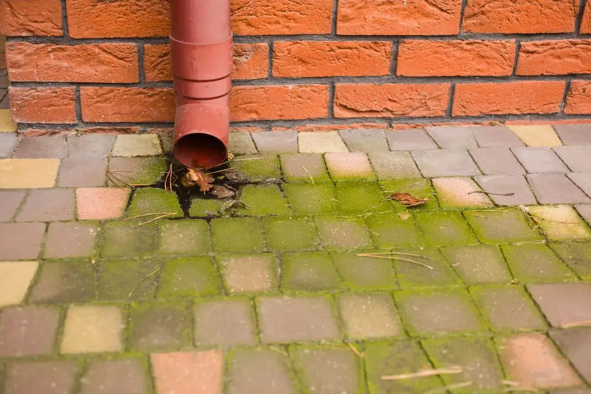 Zdjęcie Skuteczne sposoby na usunięcie zielonego nalotu z kostki brukowej