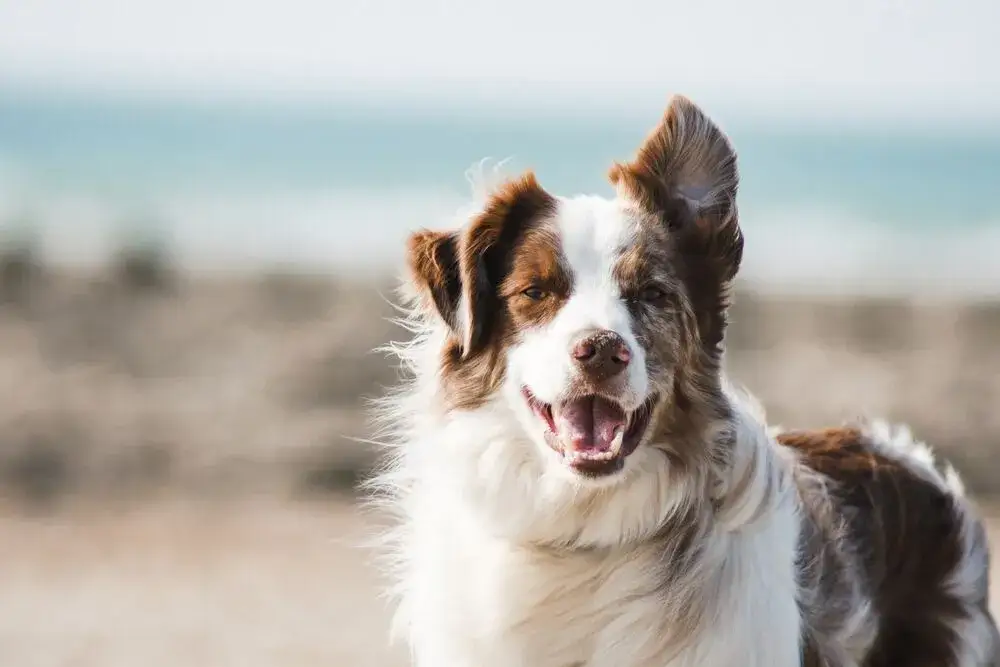 Zdjęcie Border Collie: Sierść czy włosy? Poznaj różnice i pielęgnację