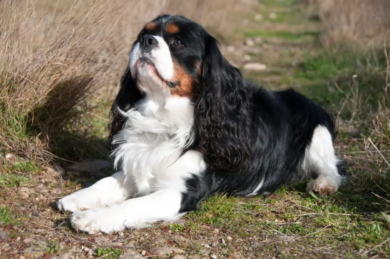 Zdjęcie Pies cavalier king charles spaniel czarny podpalany - cechy i charakterystyka
