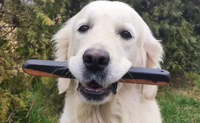 Zdjęcie Ile waży szczeniak golden retriever? Waga, rozwój i porady dla zdrowia psa