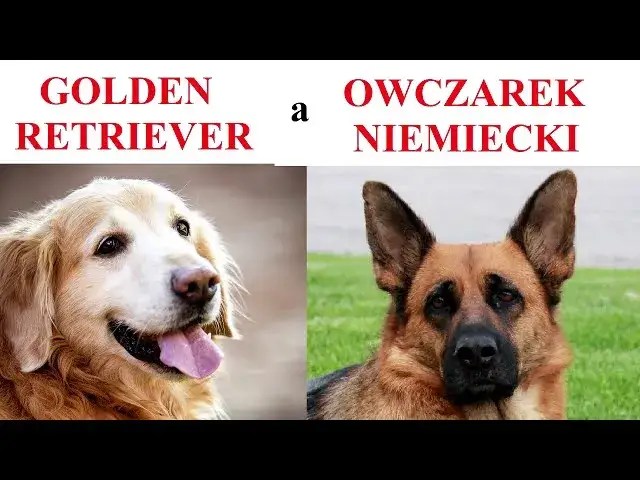 Zdjęcie Owczarek niemiecki czy golden retriever – który pies jest lepszy dla Ciebie?