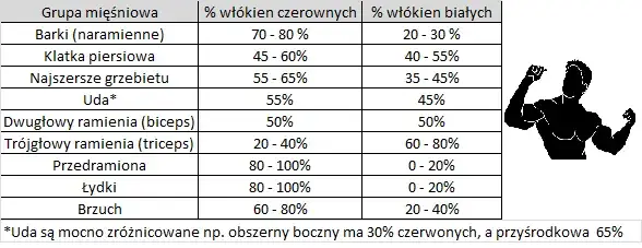 Zdjęcie Ile razy w tygodniu ćwiczyć daną partię mięśni, aby uniknąć przetrenowania?