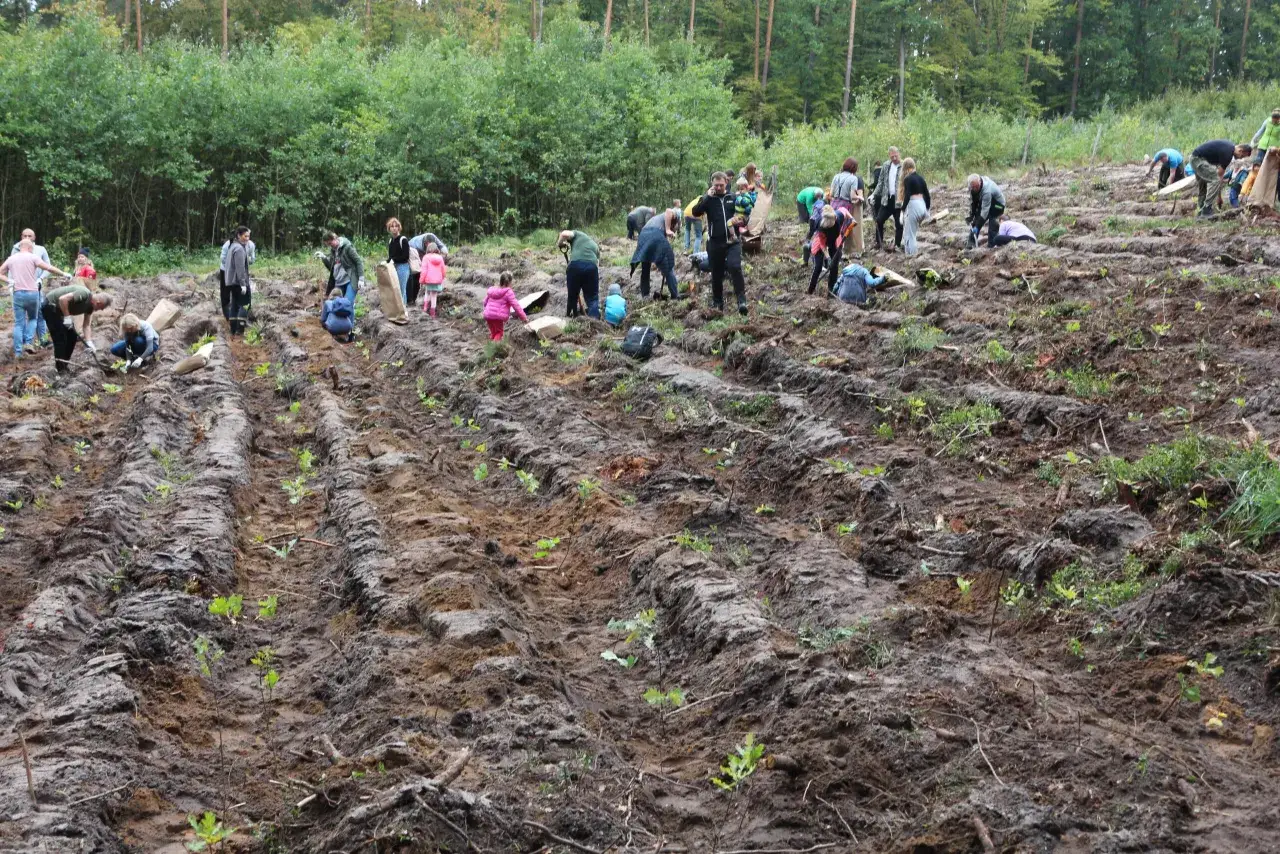 Zdjęcie Ile można zarobić na sadzeniu lasu? Poznaj wszystkie źródła dochodu