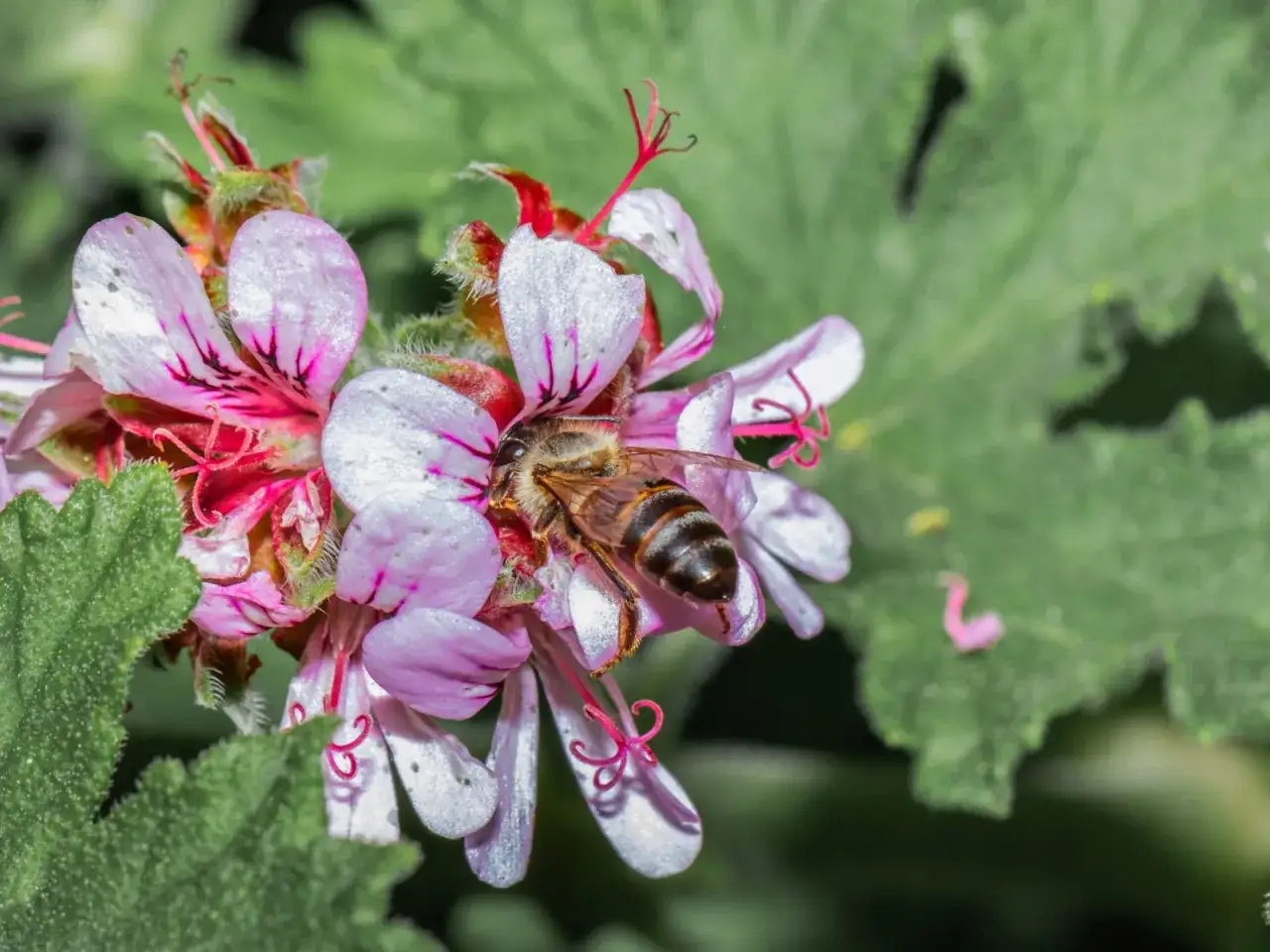 Zdjęcie Czy pelargonie uczulają? Objawy alergii i bezpieczne odmiany