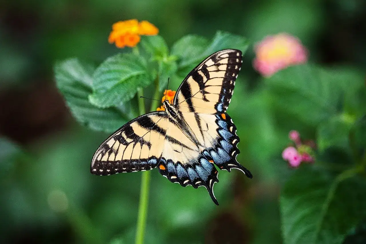 Zdjęcie Szczęście jak motyl: cytat, który odmieni Twoje życie